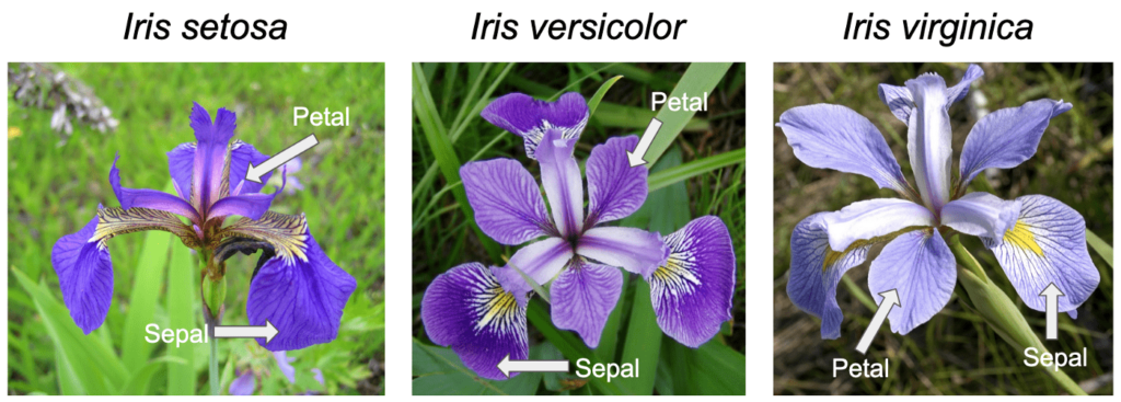 Species of iris flower